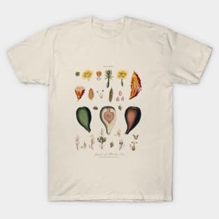 18th Century Flowers & Fruits Etching T-Shirt